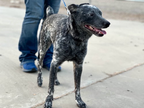 Bubbles, a dog for adoption from Central Coast Herding Dog Rescue