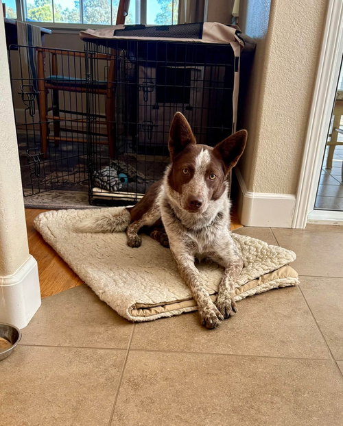 Ruby, a dog for adoption from Central Coast Herding Dog Rescue