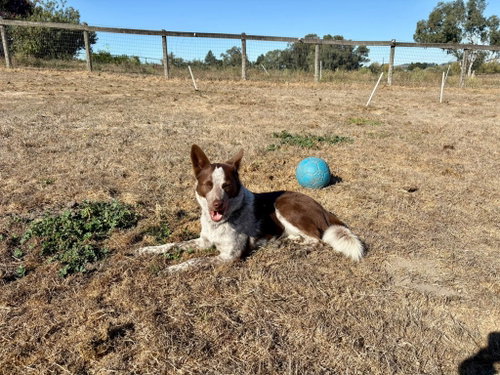 Photo 2 of Ruby
