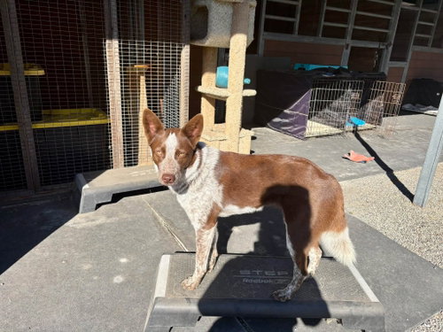 Photo 3 of Ruby