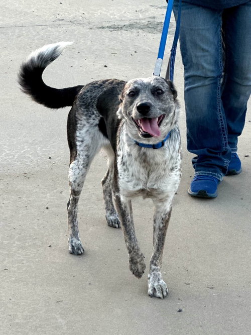 Oaklie, a dog for adoption from Central Coast Herding Dog Rescue