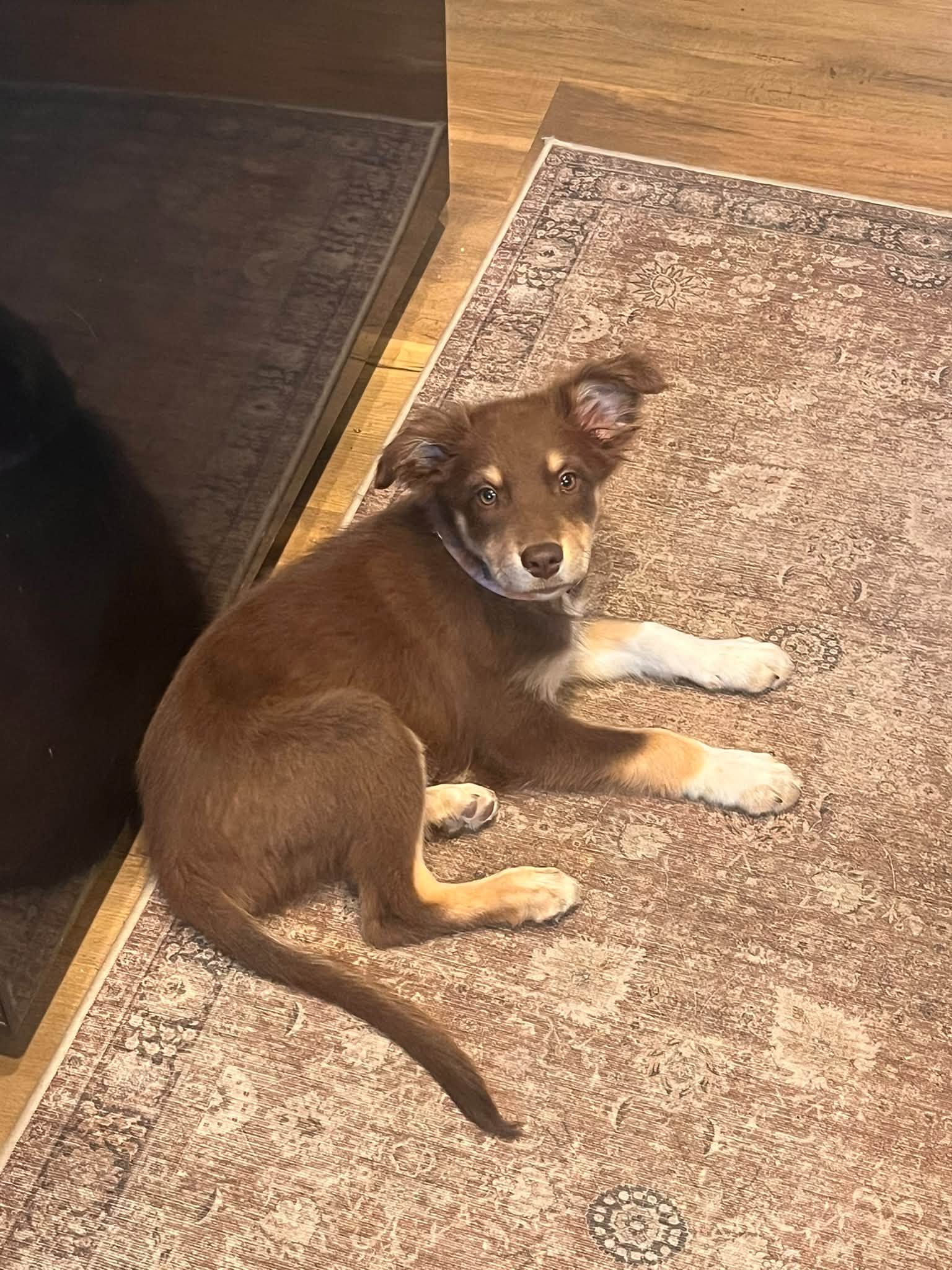 Annie Warbucks - Australian Shepherd