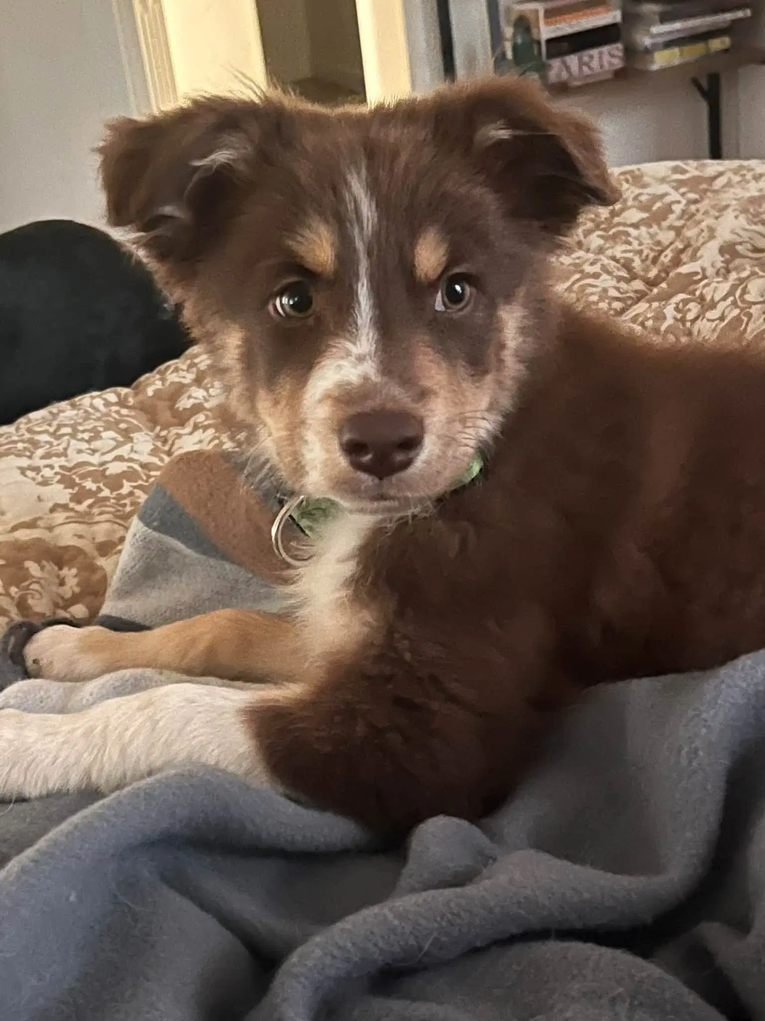 Rita Hayworth - Australian Shepherd