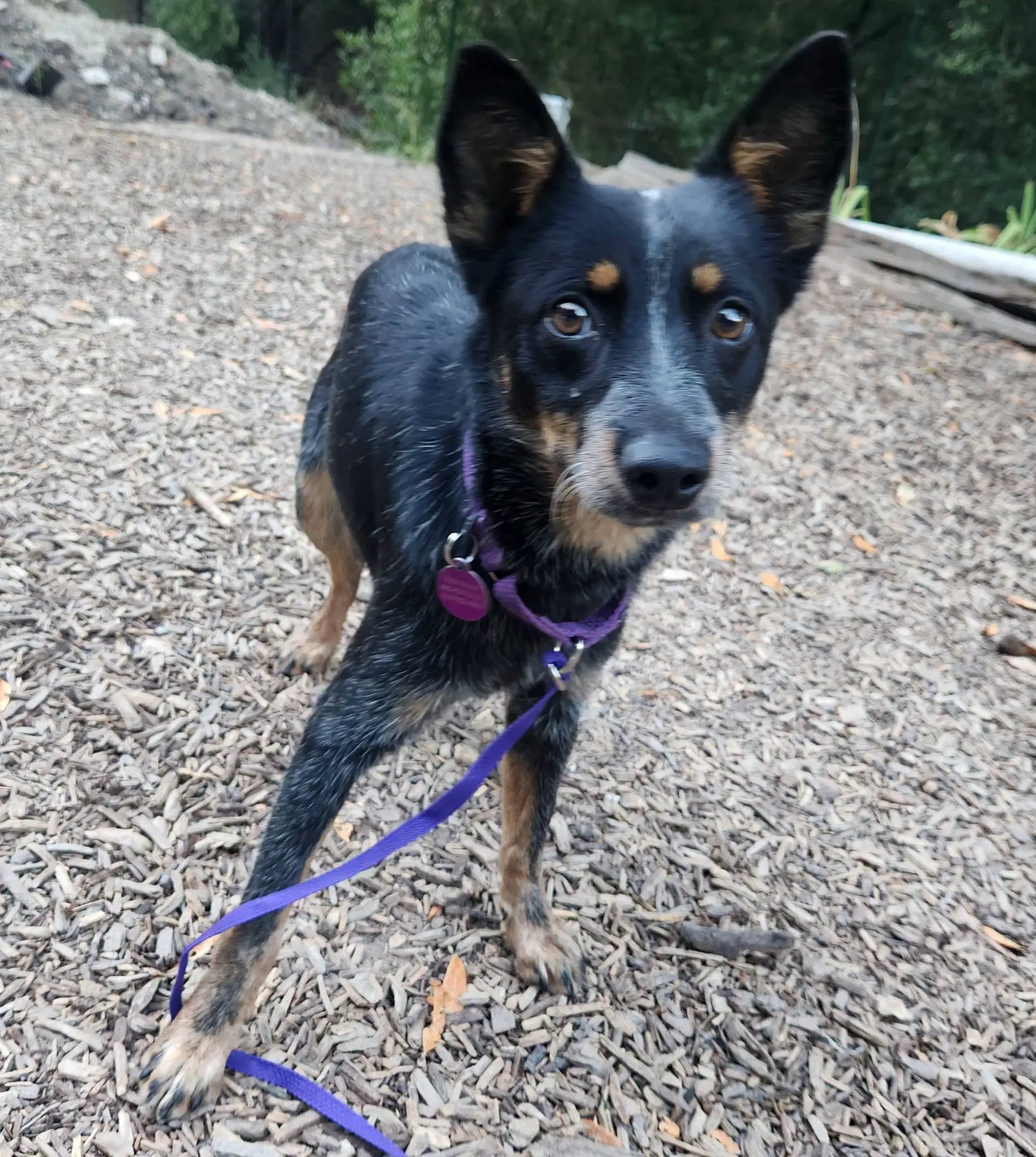 Pixie image 2
