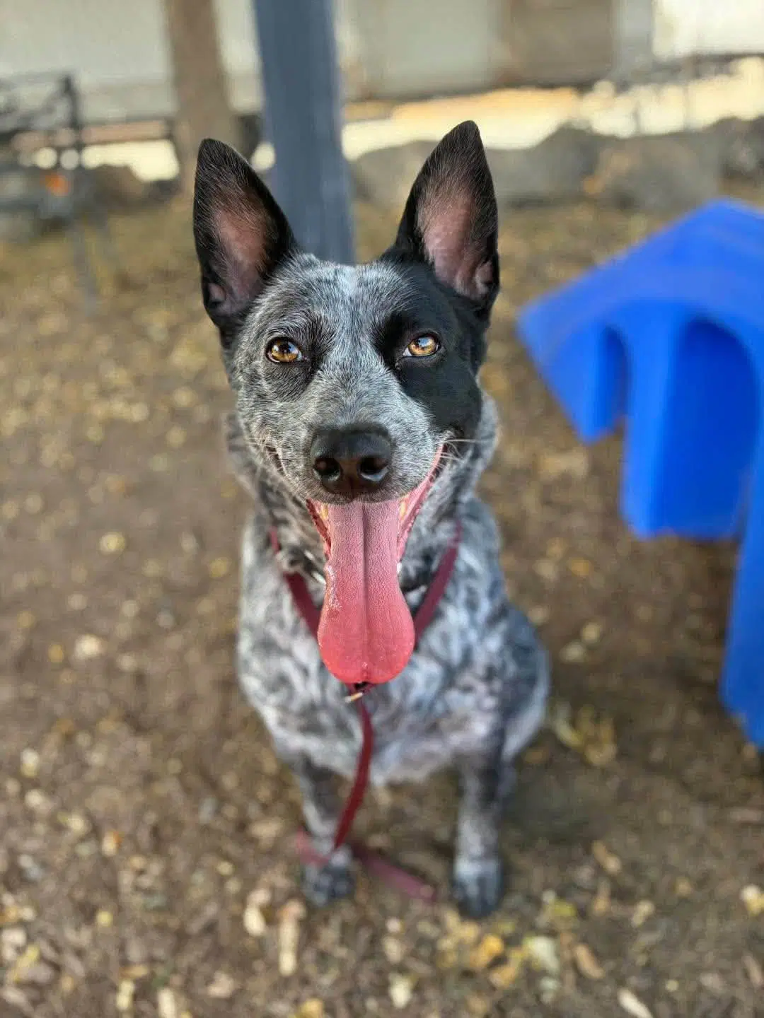 Gwen - Australian Cattle Dog/Blue Heeler