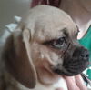 Puggle Orlando Chapter