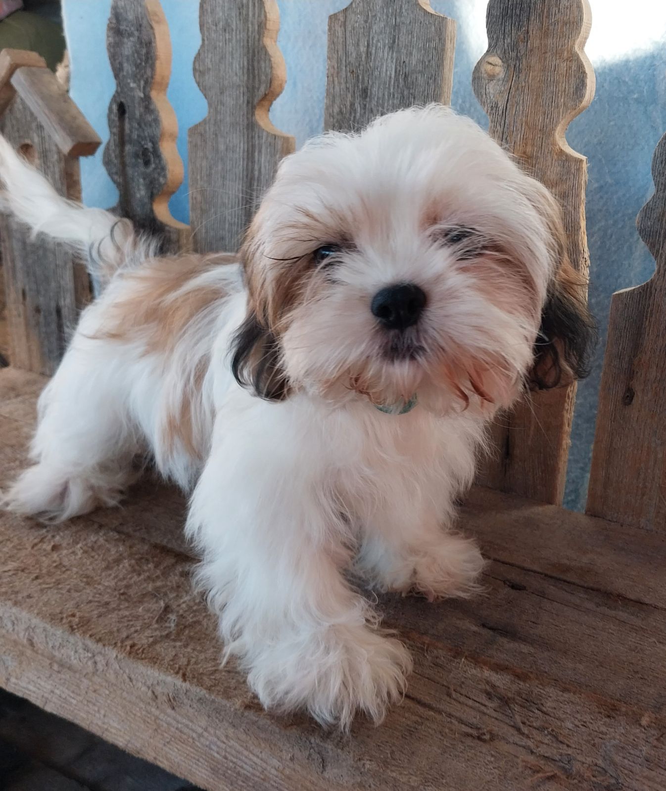 South east best sale lhasa apso society