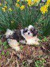 adoptable Dog in cumming, GA named Dunkin PENDING