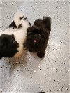 adoptable Dog in cumming, GA named Raisin PENDING