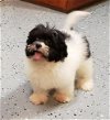 adoptable Dog in cumming, GA named Skipper