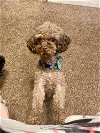 adoptable Dog in cumming, GA named Denzel Ocala Fl