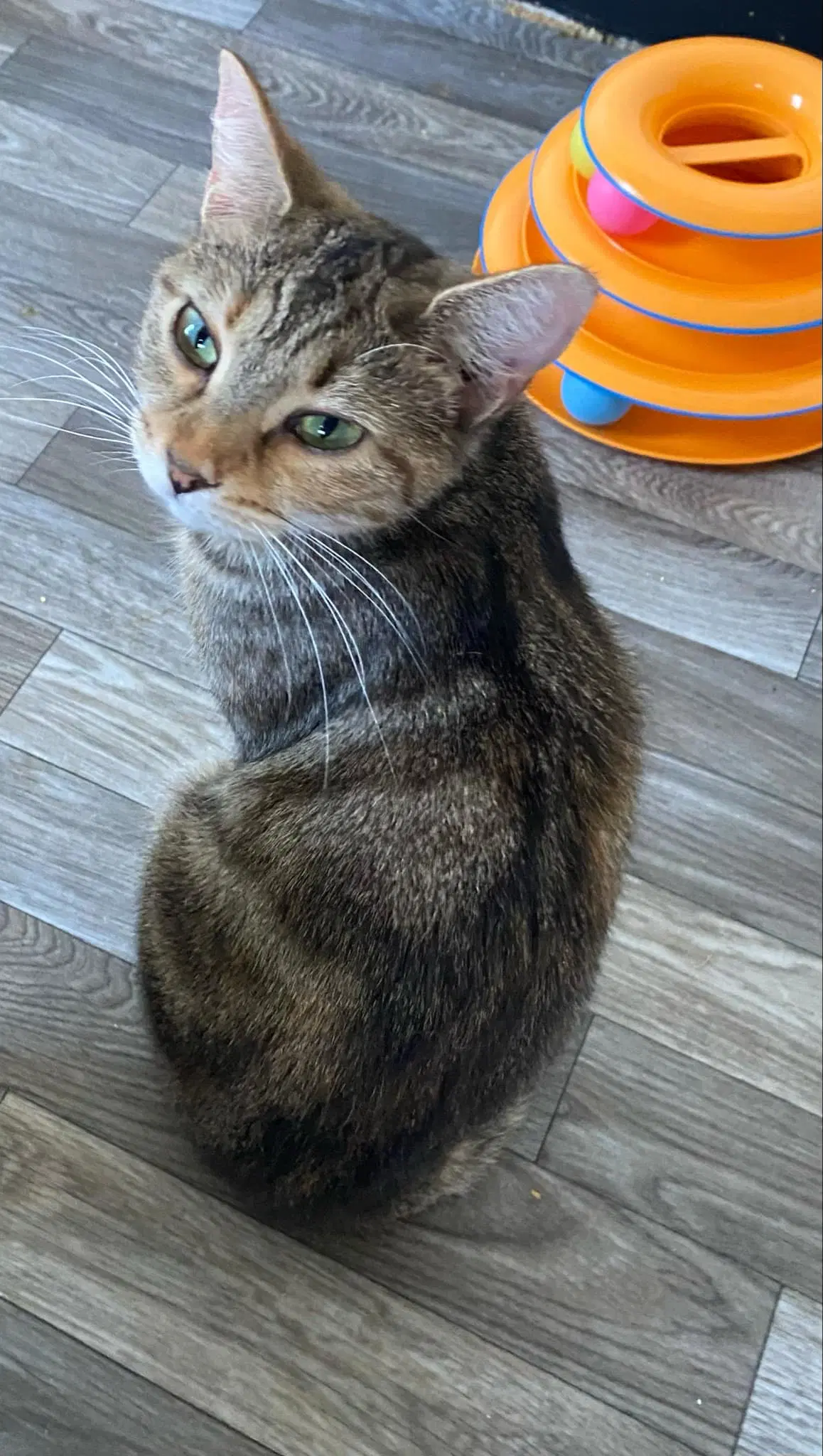 Hazel - Domestic Short Hair