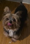 Phoebe