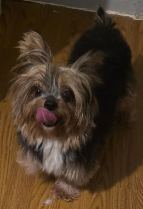 Phoebe