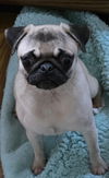 Penny
