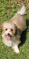 Joy Sweet Girl