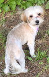 Joy Sweet Girl