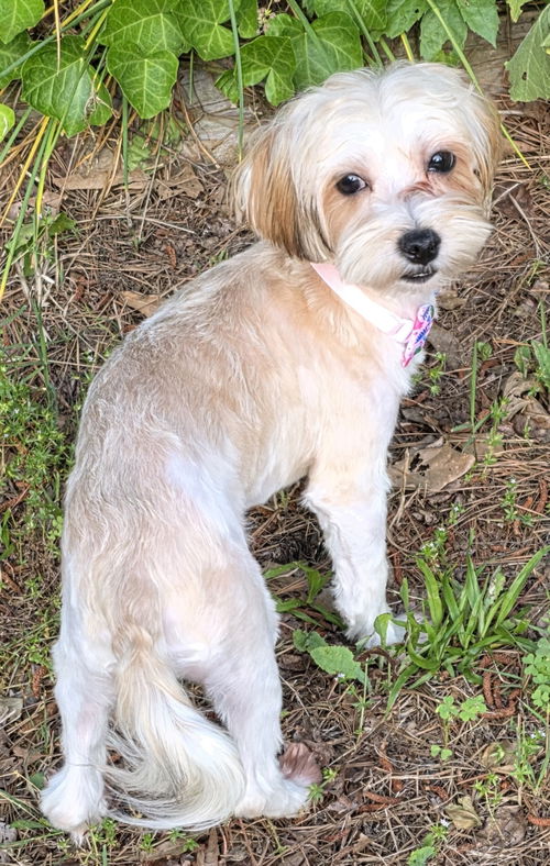 Joy Sweet Girl