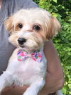 Joy Sweet Girl