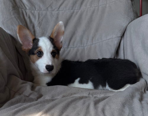 Diego