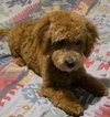 Jax