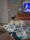FOSTER NEEDED two Pugs