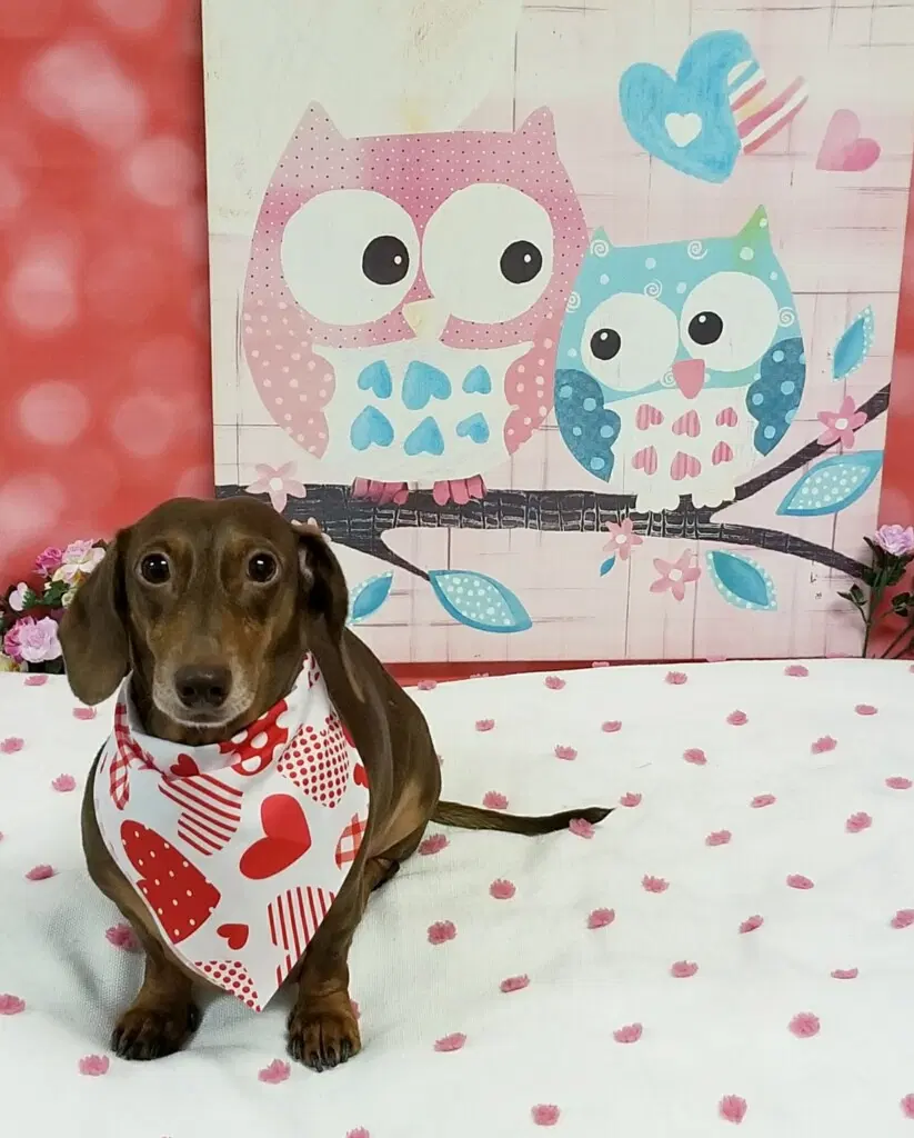 Winnie - Dachshund