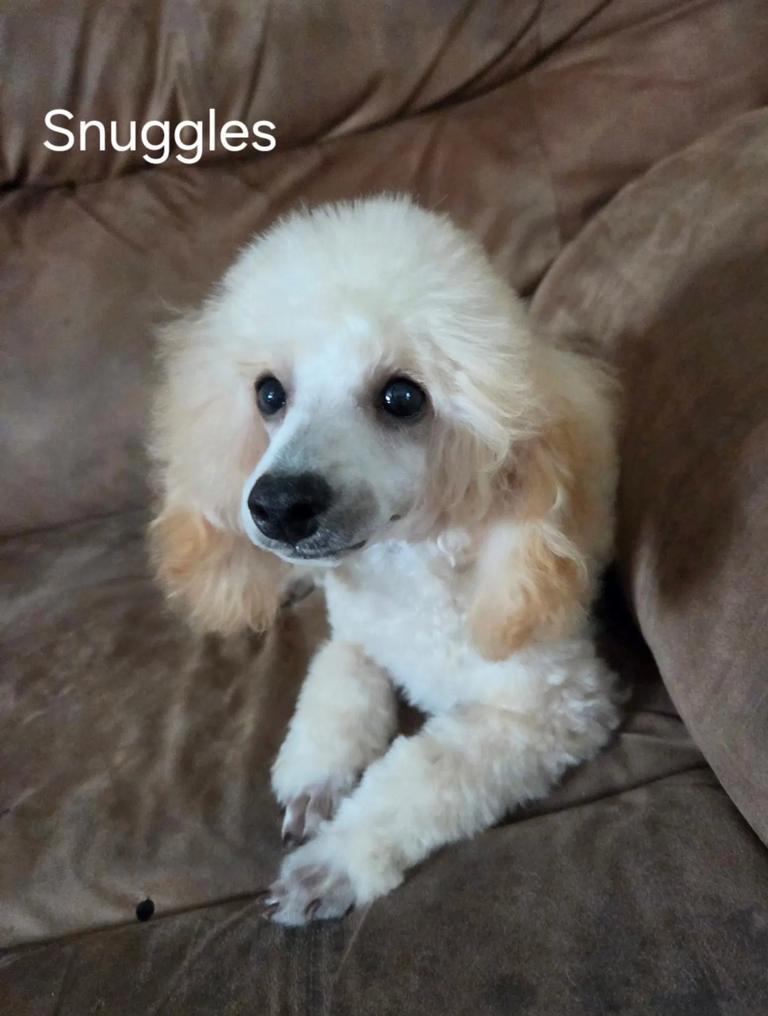 Snuggles Pending - Poodle (Miniature)
