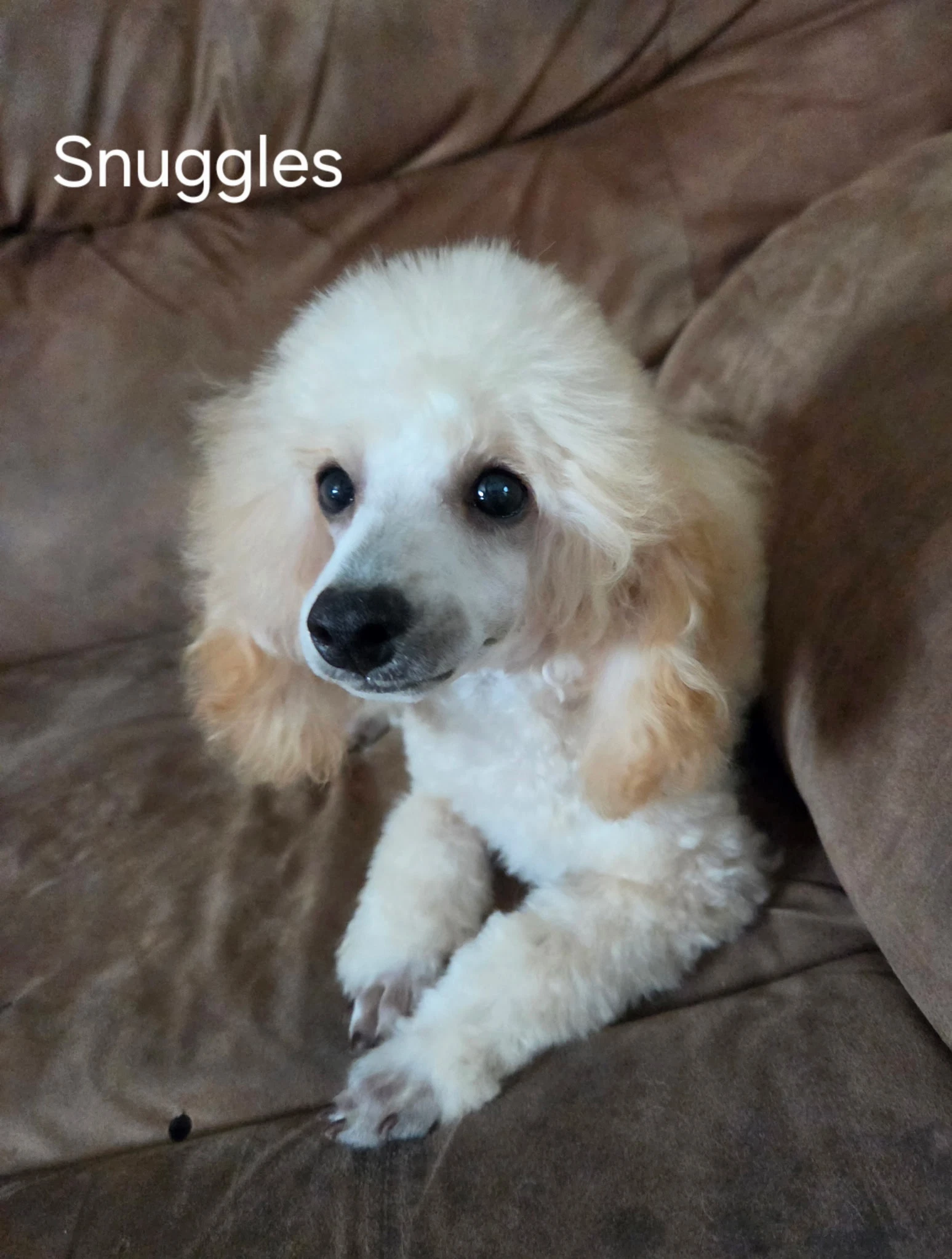 Snuggles Pending