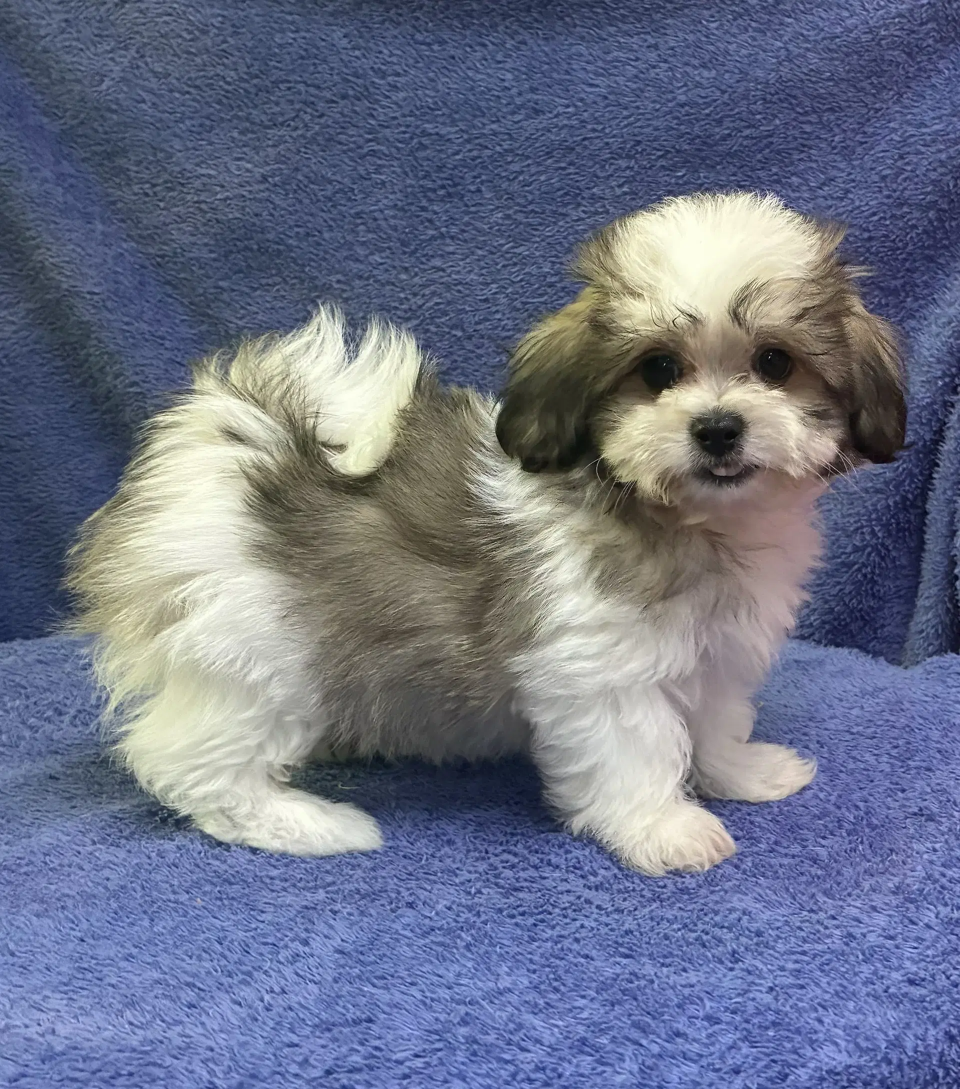 Toby - Shih Tzu