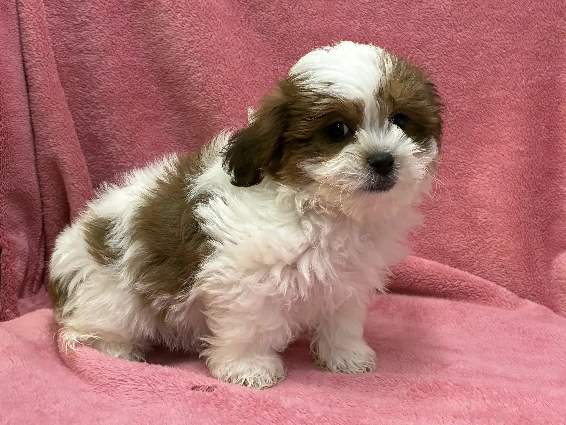 Mariah - Shih Tzu