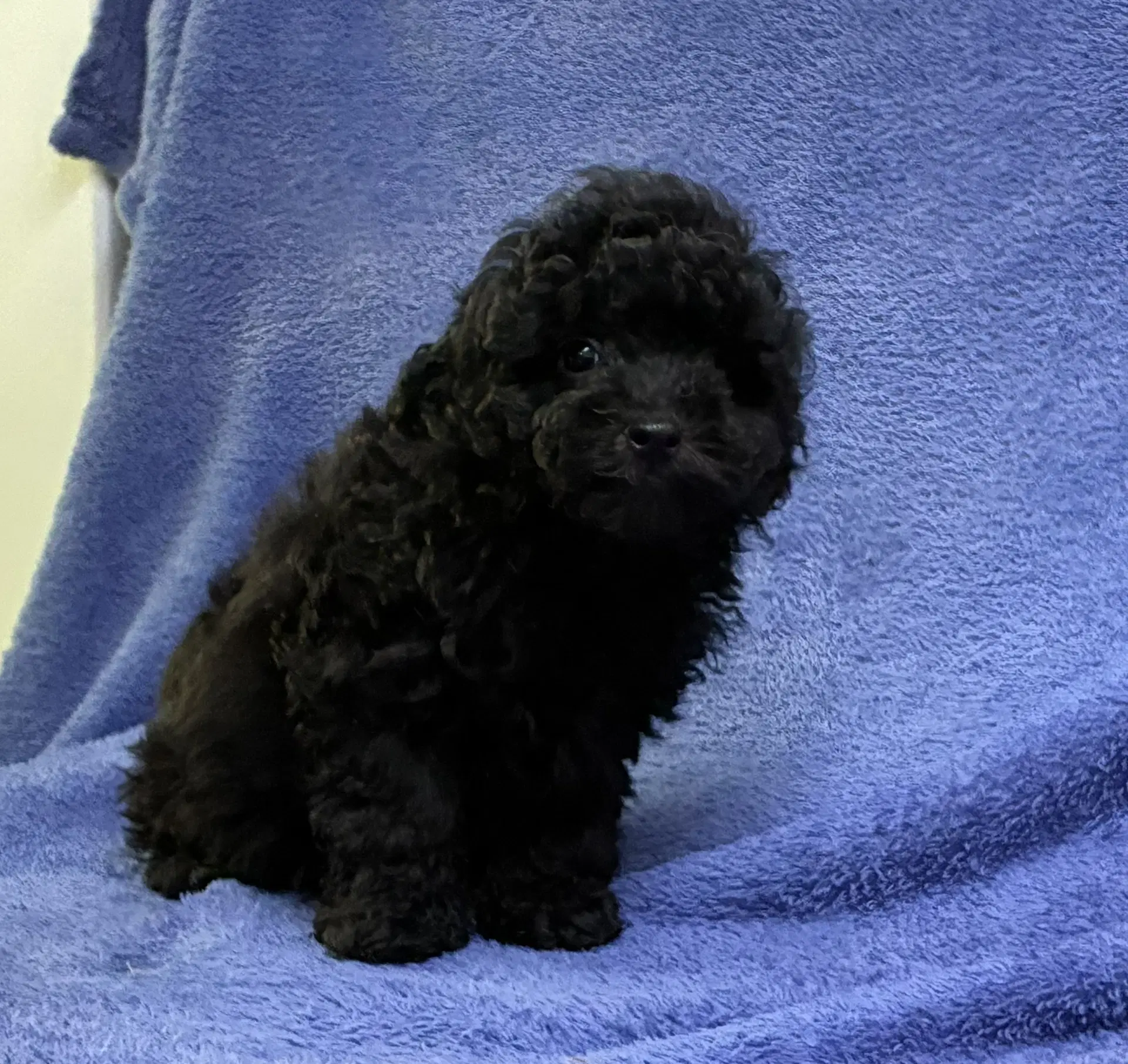 Raisin - Poodle (Miniature)