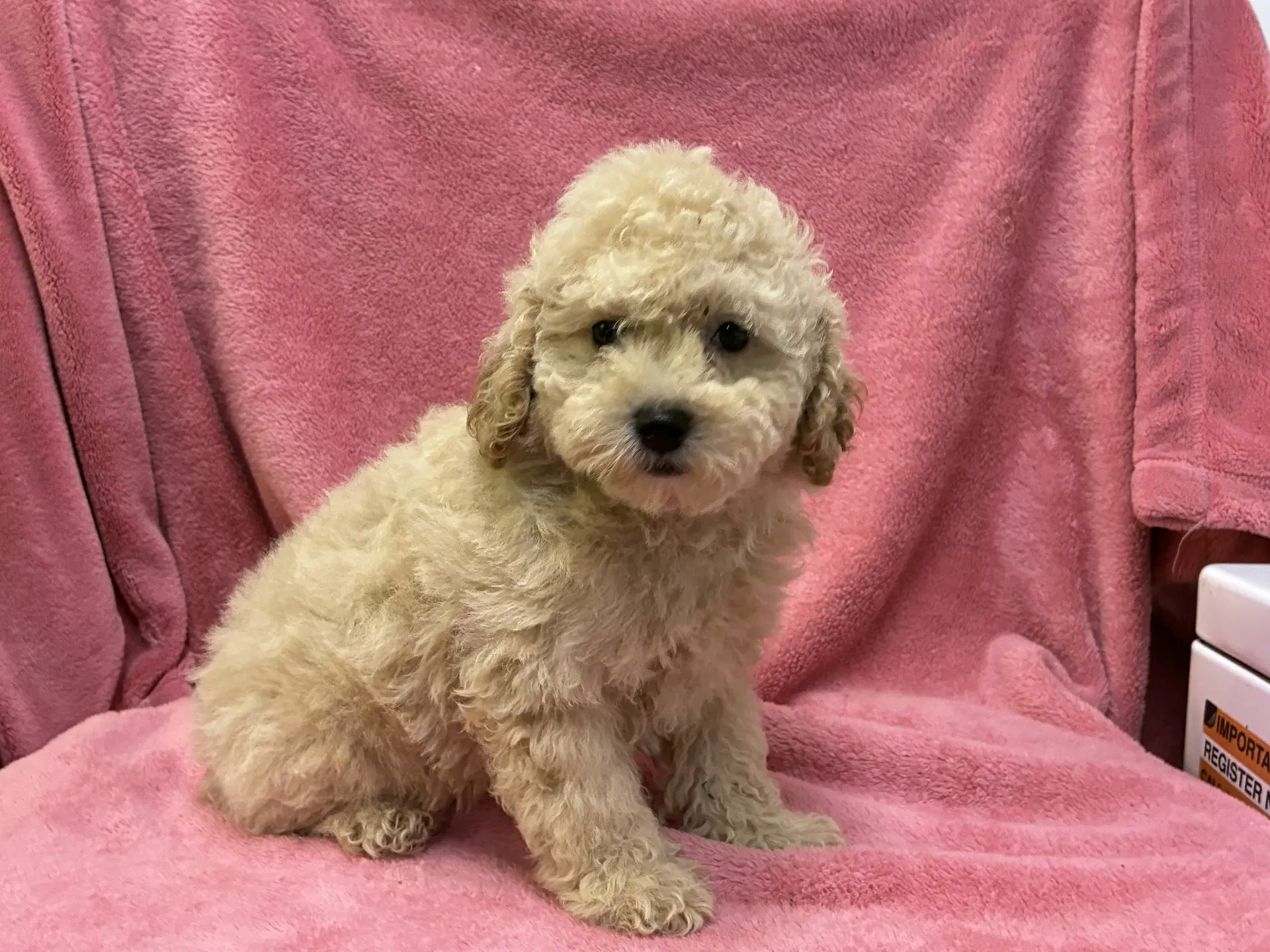 Dolly - Poodle (Miniature)