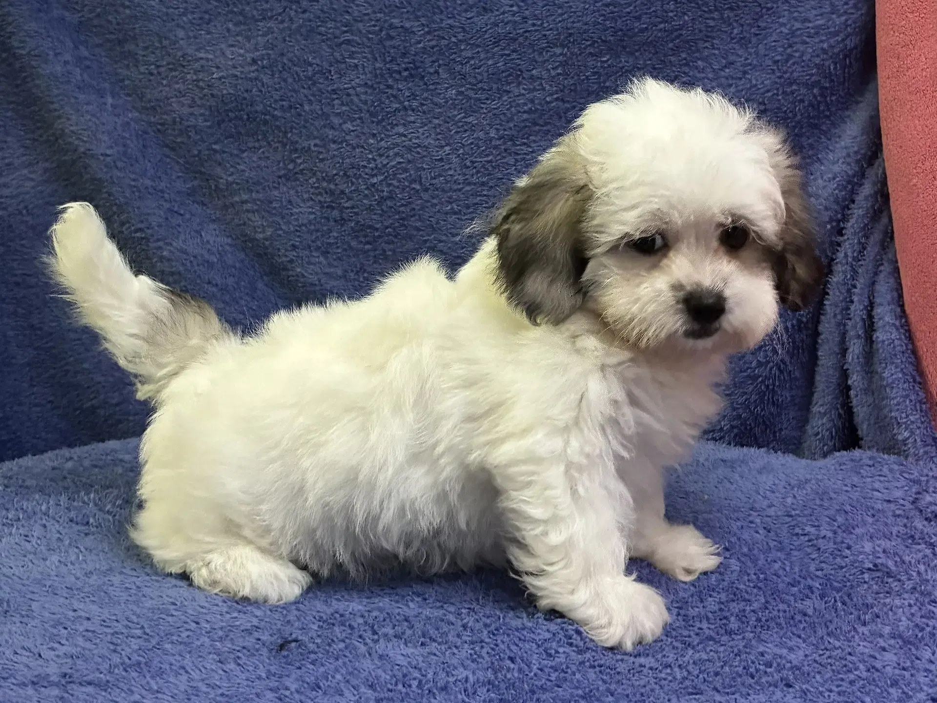 Champ - Shih Tzu