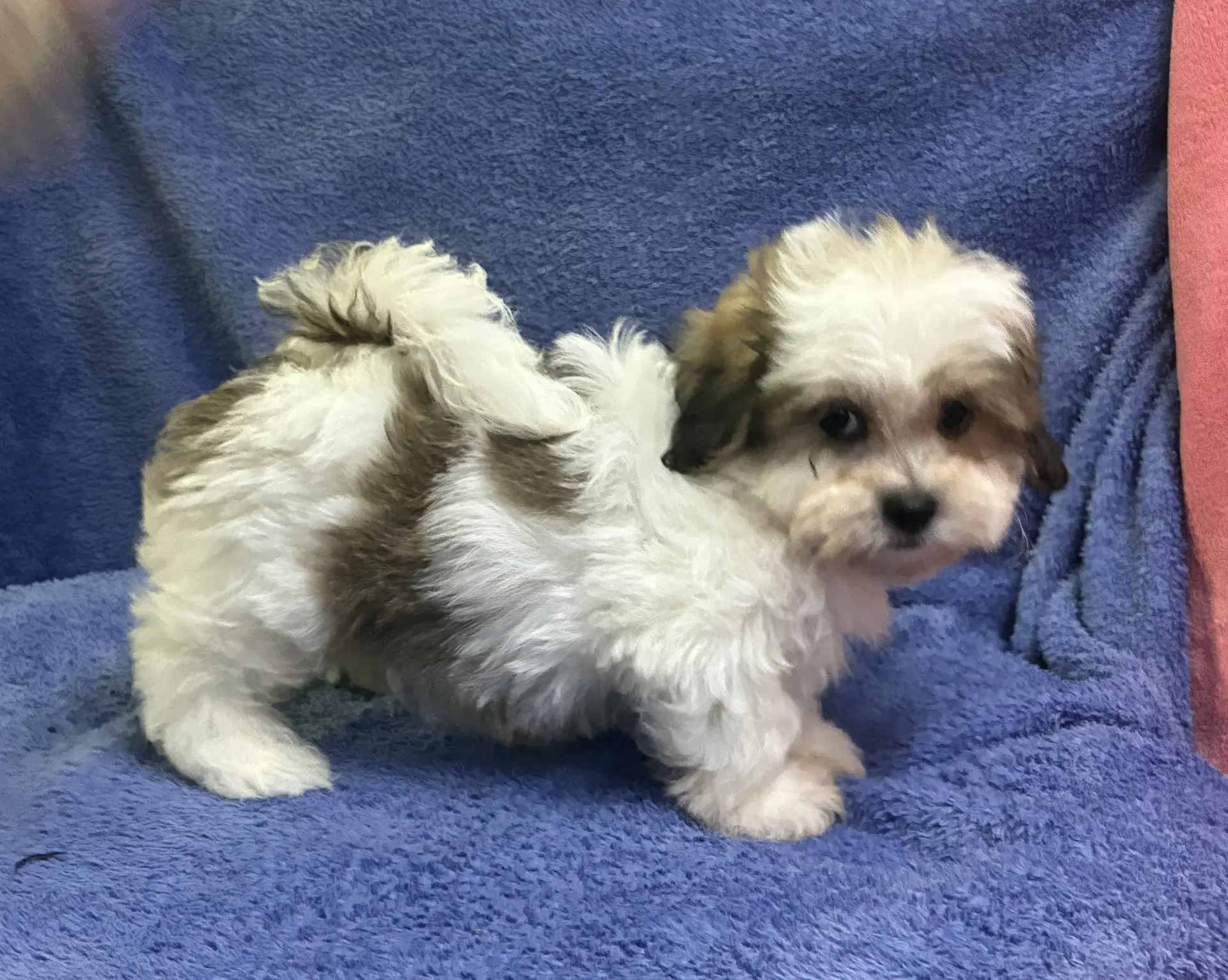 Skipper - Shih Tzu