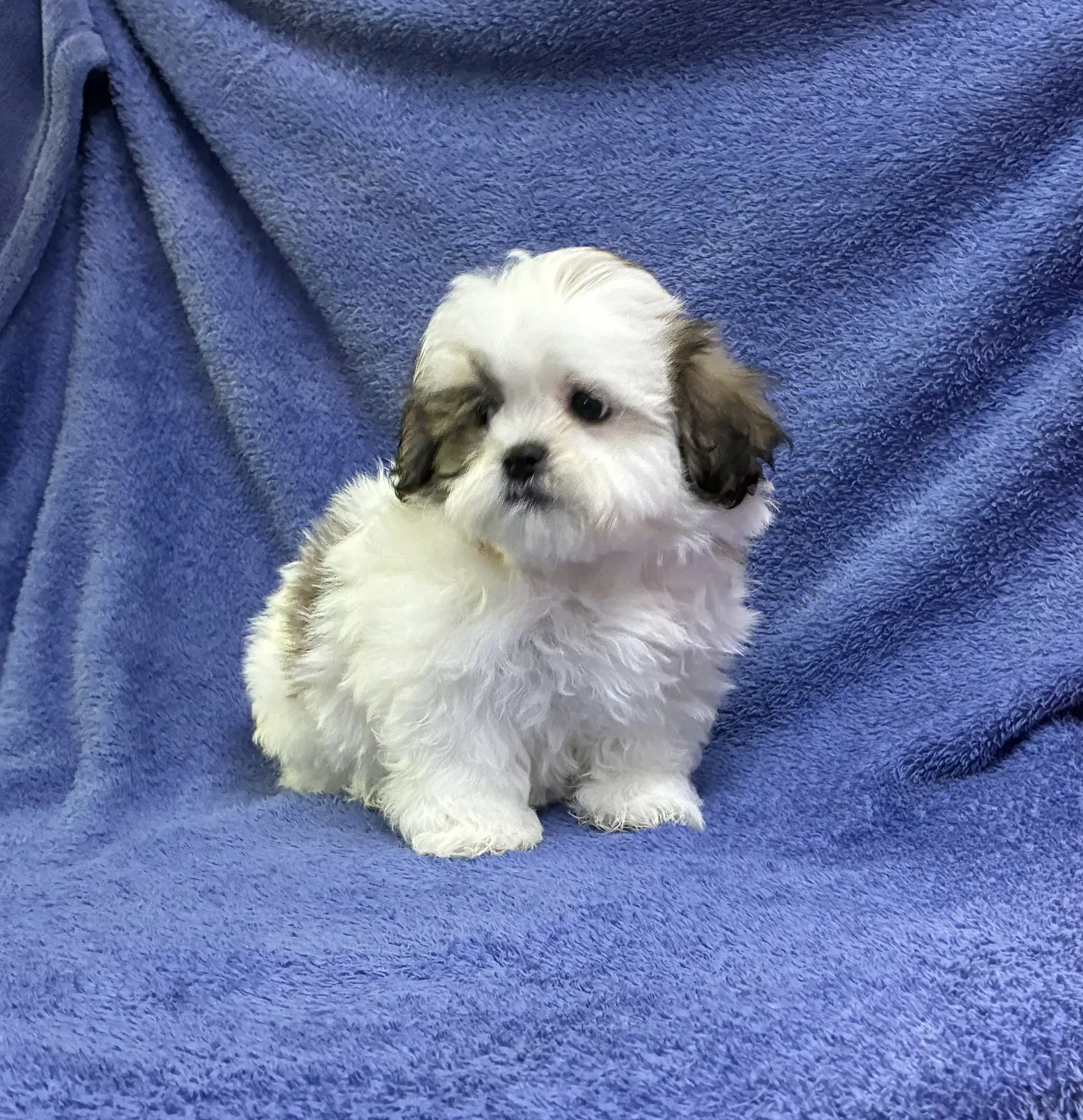 Patch - Shih Tzu
