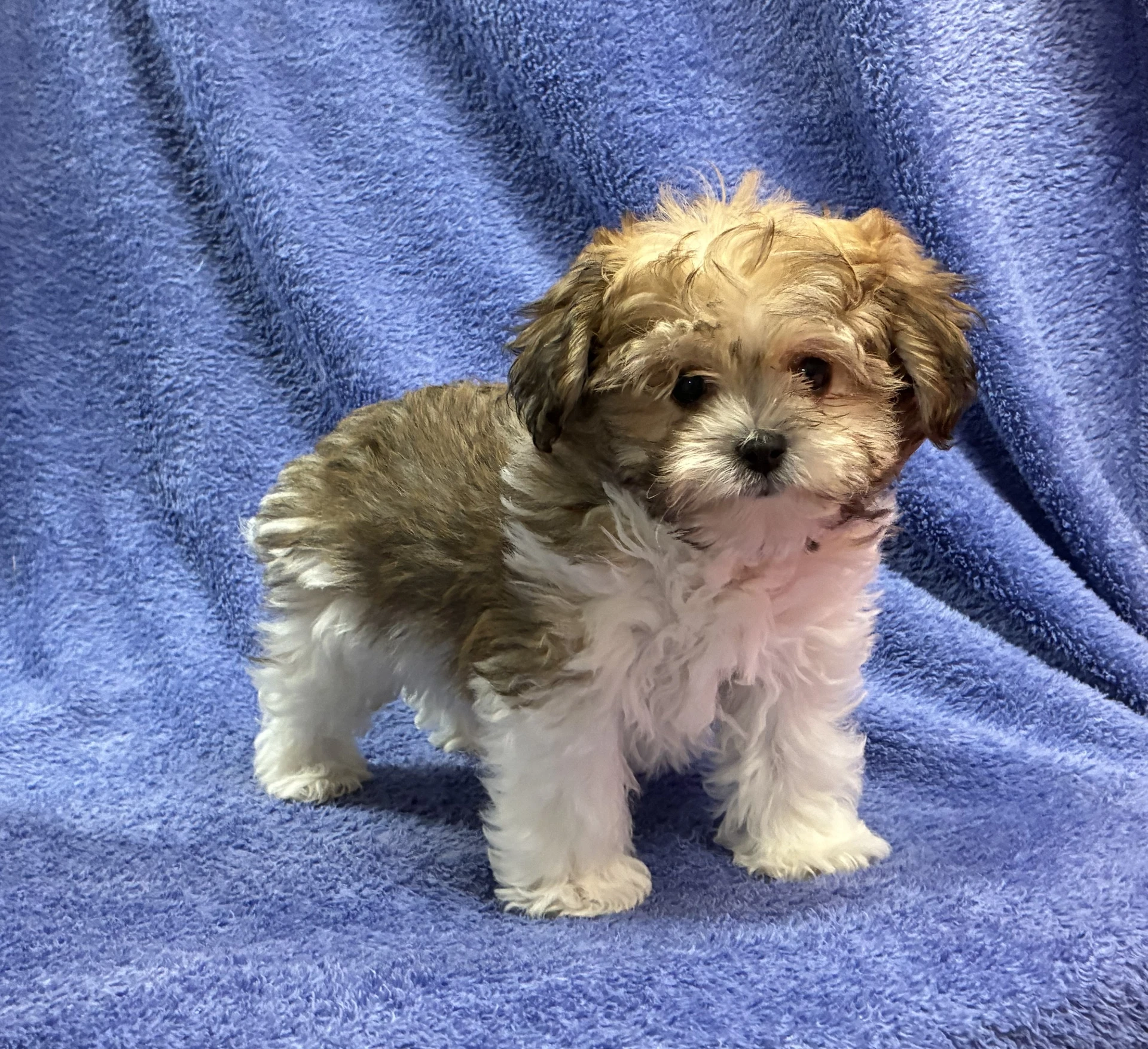 Gizmo