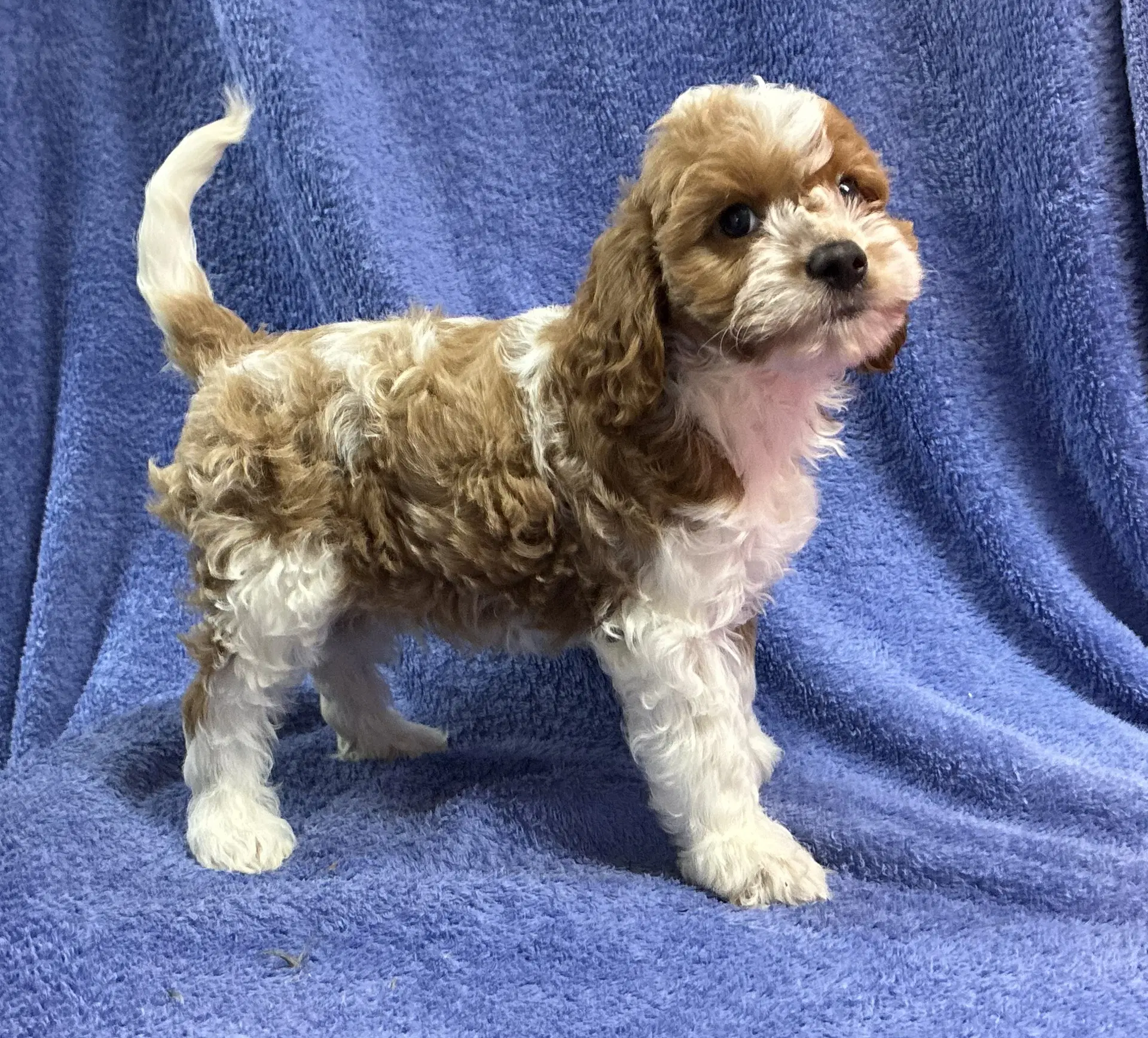 Prancer - Cavalier King Charles Spaniel