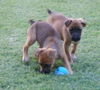 Boxer girls