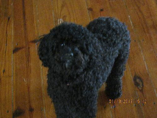 Poodle Mini 1 yr