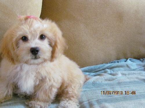 Lhasa apso poodle mix hot sale rescue