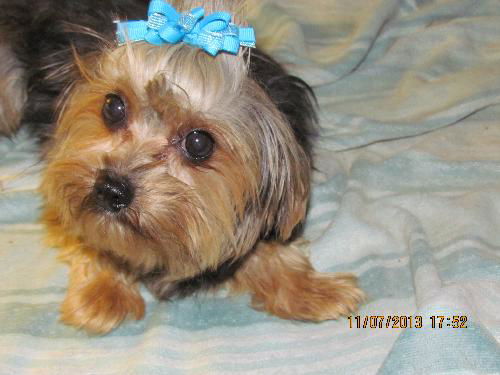 Morton Morkie