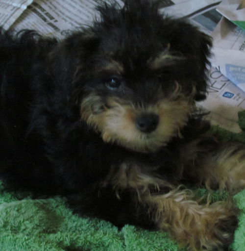 Arnie Mini Schnoodle