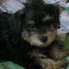 Arnie Mini Schnoodle