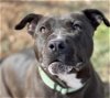 adoptable Dog in santa fe, NM named LUCY