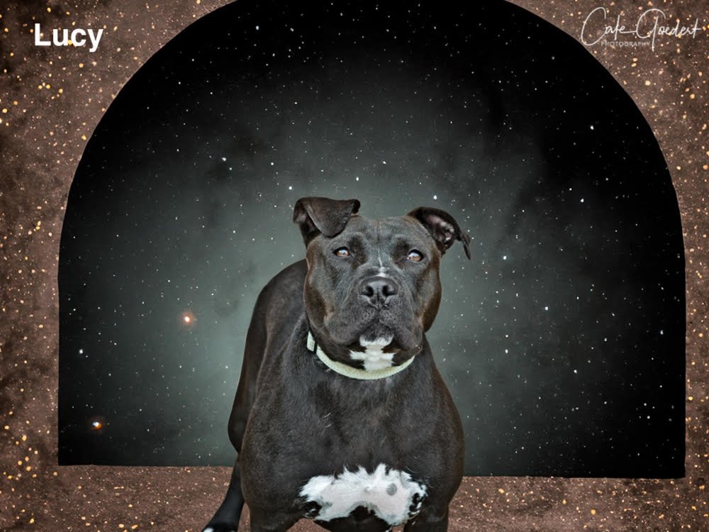 adoptable Dog in Santa Fe, NM named LUCY
