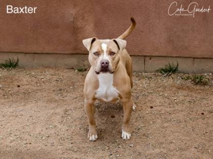 adoptable Dog in Santa Fe, NM named BAXTER