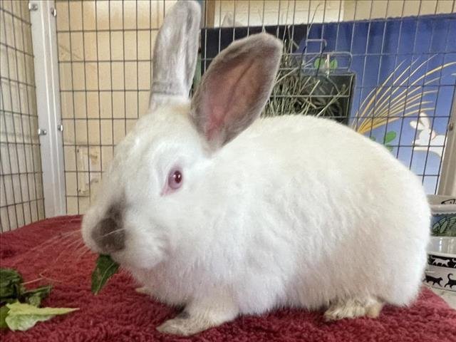 adoptable Rabbit in Santa Fe, NM named ANTHONY HOPKINS