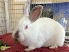adoptable Rabbit in  named ANTHONY HOPKINS