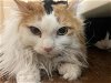 adoptable Cat in santa fe, NM named KATY PURRY